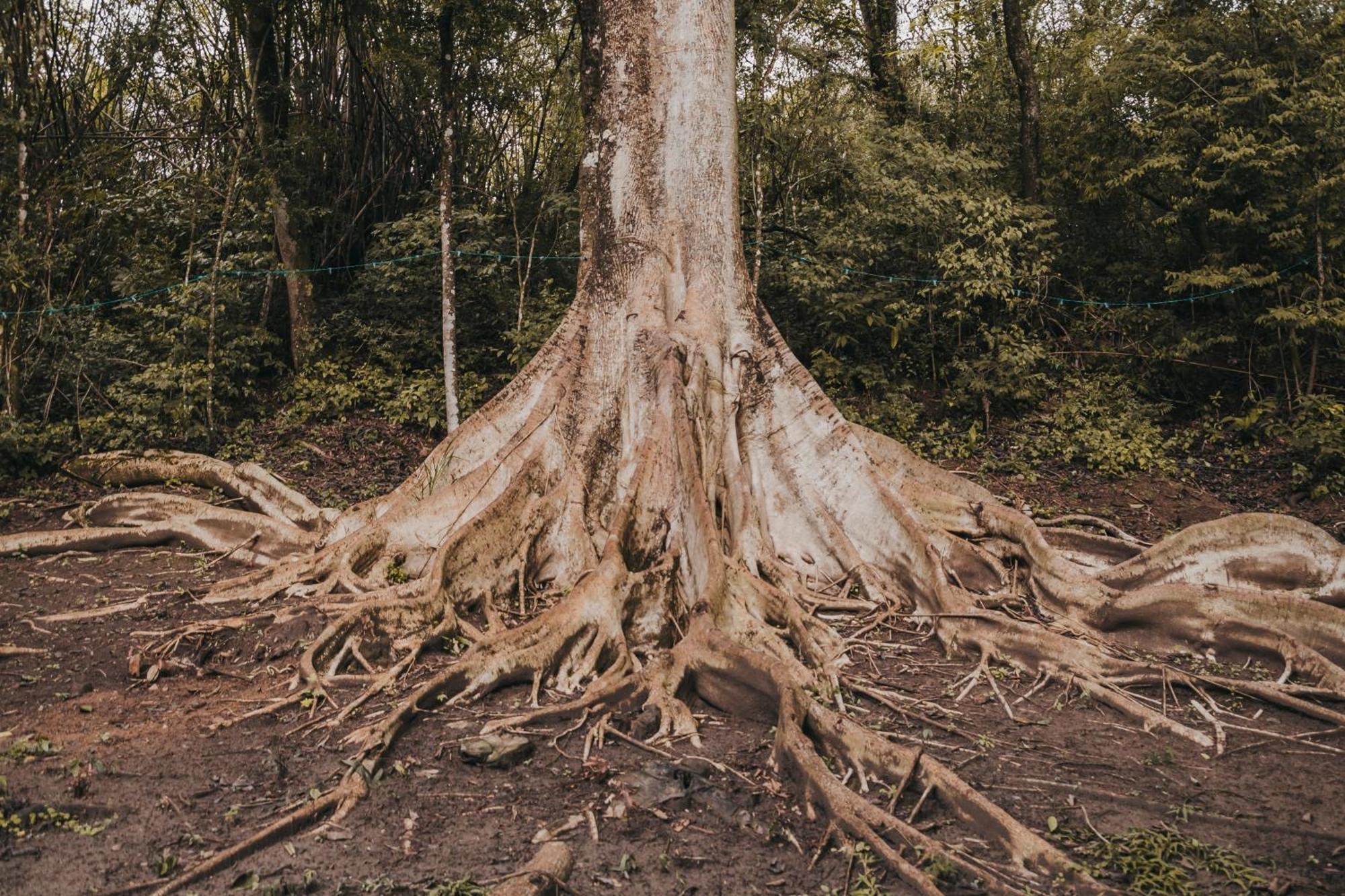 Fazenda Bosque Belo Bagua Pension Boituva Buitenkant foto
